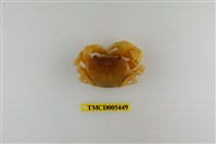 藏品(屏東澤蟹)的圖片